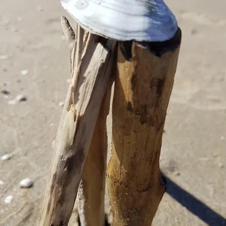 Daire I Mierzeja Sztutowo